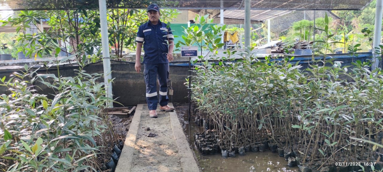 PT Timah Tbk secara konsisten melaksanakan penanaman mangrove di wilayah operasional perusahaan.