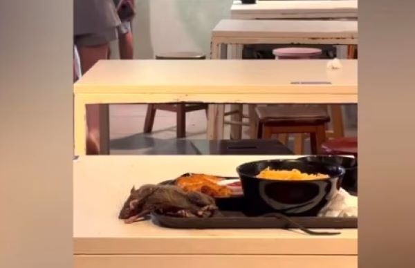 Video Viral: Ada Tikus di Nampan Makanan Food Court Orchard Road, SFA dan NEA Segera Ambil Tindakan